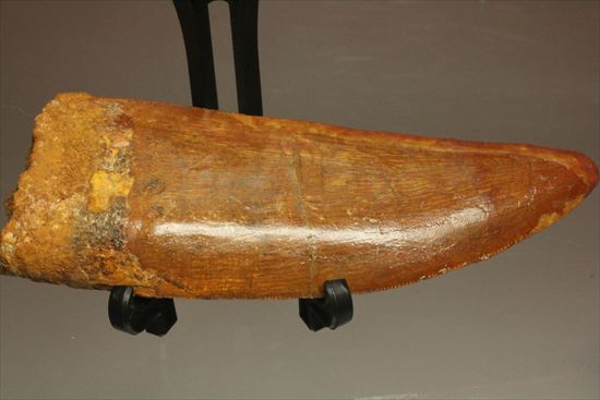 アウターセレーションがよく確認できます!美しいカルカロドントサウルスの歯化石(Carcharodontosaurus)(その10)