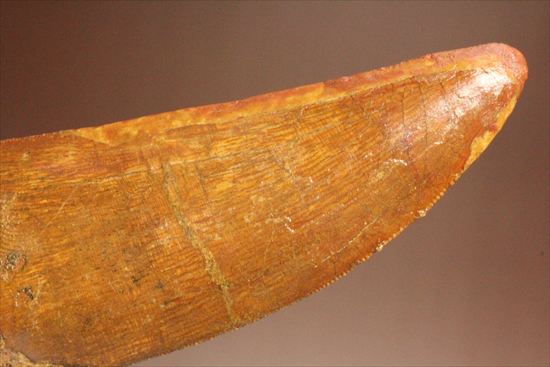 アウターセレーションがよく確認できます!美しいカルカロドントサウルスの歯化石(Carcharodontosaurus)(その11)