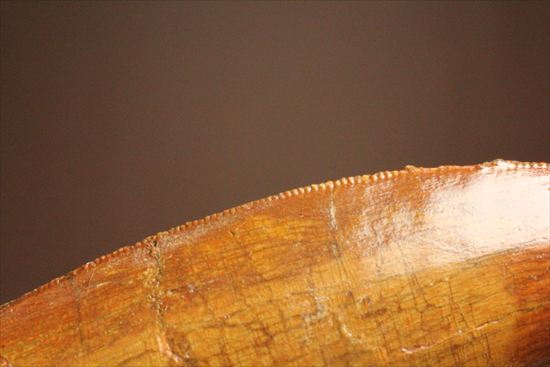 アウターセレーションがよく確認できます!美しいカルカロドントサウルスの歯化石(Carcharodontosaurus)(その12)