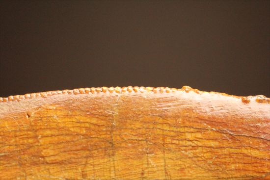 アウターセレーションがよく確認できます!美しいカルカロドントサウルスの歯化石(Carcharodontosaurus)(その13)