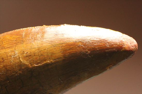 アウターセレーションがよく確認できます!美しいカルカロドントサウルスの歯化石(Carcharodontosaurus)(その14)