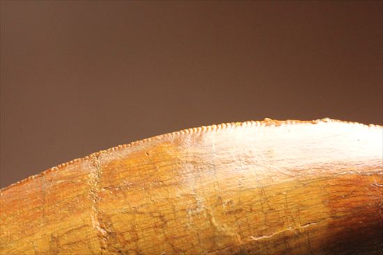 アウターセレーションがよく確認できます!美しいカルカロドントサウルスの歯化石(Carcharodontosaurus)(その15)