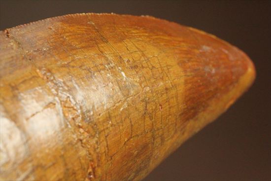 アウターセレーションがよく確認できます!美しいカルカロドントサウルスの歯化石(Carcharodontosaurus)(その16)
