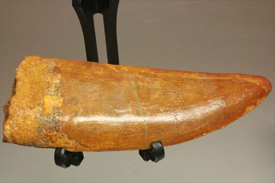 アウターセレーションがよく確認できます!美しいカルカロドントサウルスの歯化石(Carcharodontosaurus)(その17)