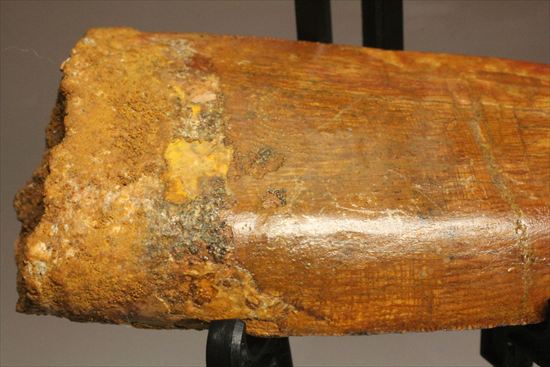 アウターセレーションがよく確認できます!美しいカルカロドントサウルスの歯化石(Carcharodontosaurus)(その18)