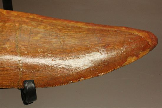 アウターセレーションがよく確認できます!美しいカルカロドントサウルスの歯化石(Carcharodontosaurus)(その19)