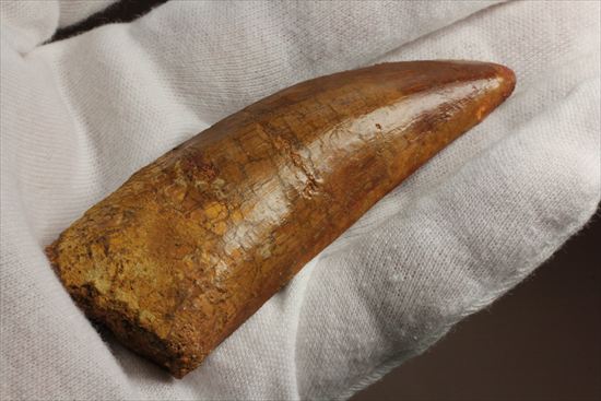 アウターセレーションがよく確認できます!美しいカルカロドントサウルスの歯化石(Carcharodontosaurus)(その2)