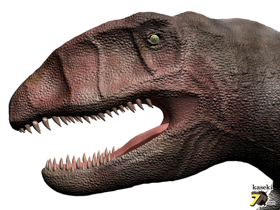 アウターセレーションがよく確認できます!美しいカルカロドントサウルスの歯化石(Carcharodontosaurus)(その4)