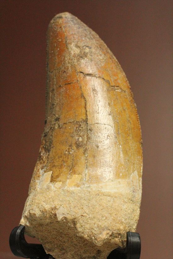 2割引きで登場!上質の大型カルク歯を入手するチャンス!T-rex最強説をおびやかした、人気恐竜歯が登場。カルカロドントサウルス(Carcharodontosaurus)(その1)