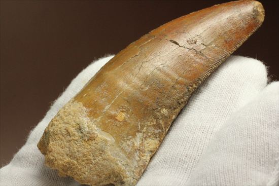 2割引きで登場!上質の大型カルク歯を入手するチャンス!T-rex最強説をおびやかした、人気恐竜歯が登場。カルカロドントサウルス(Carcharodontosaurus)(その10)
