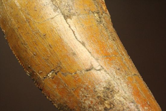 2割引きで登場!上質の大型カルク歯を入手するチャンス!T-rex最強説をおびやかした、人気恐竜歯が登場。カルカロドントサウルス(Carcharodontosaurus)(その12)