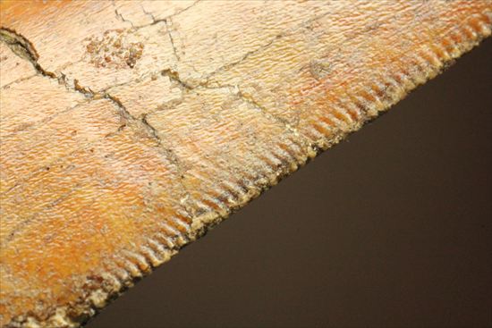 2割引きで登場!上質の大型カルク歯を入手するチャンス!T-rex最強説をおびやかした、人気恐竜歯が登場。カルカロドントサウルス(Carcharodontosaurus)(その15)