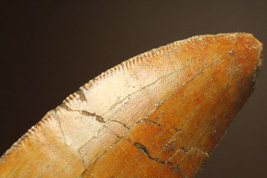 2割引きで登場!上質の大型カルク歯を入手するチャンス!T-rex最強説をおびやかした、人気恐竜歯が登場。カルカロドントサウルス(Carcharodontosaurus)(その16)