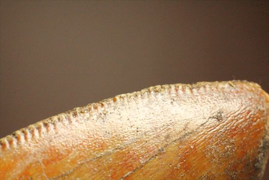 2割引きで登場!上質の大型カルク歯を入手するチャンス!T-rex最強説をおびやかした、人気恐竜歯が登場。カルカロドントサウルス(Carcharodontosaurus)(その17)