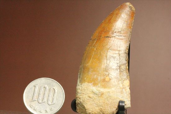 2割引きで登場!上質の大型カルク歯を入手するチャンス!T-rex最強説をおびやかした、人気恐竜歯が登場。カルカロドントサウルス(Carcharodontosaurus)(その19)