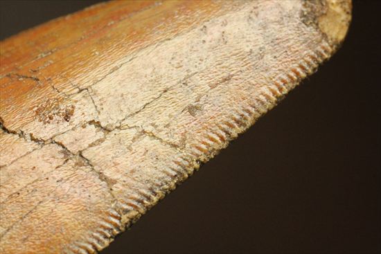 2割引きで登場!上質の大型カルク歯を入手するチャンス!T-rex最強説をおびやかした、人気恐竜歯が登場。カルカロドントサウルス(Carcharodontosaurus)(その7)