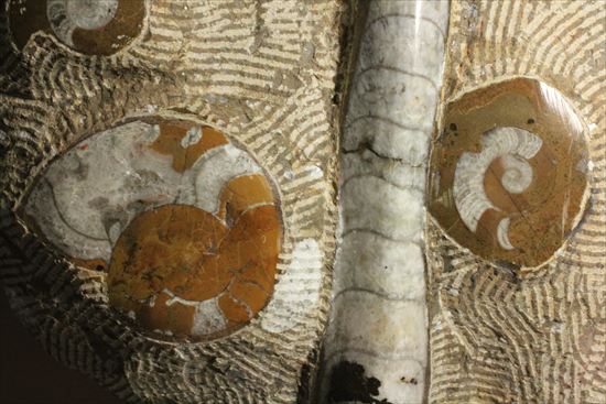 古生代ゴニアタイトとオルソセラスが共存するプレート標本（その6）