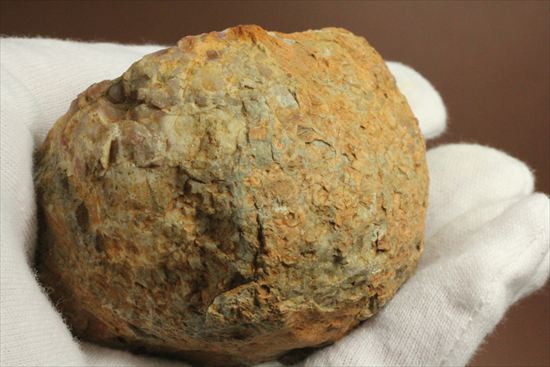 恐竜のウンチ化石、コプロライト(Coprolite)片面ポリッシュされてい