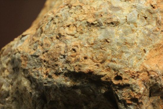 恐竜のウンチ化石、コプロライト(Coprolite)片面ポリッシュされています。（その11）
