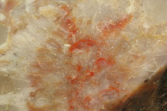 恐竜のウンチ化石、コプロライト(Coprolite)片面ポリッシュされています。(その13)