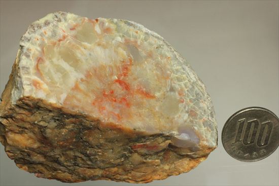 恐竜のウンチ化石、コプロライト(Coprolite)片面ポリッシュされています。(その14)