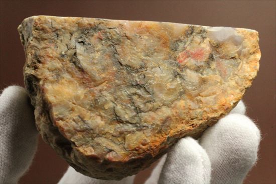 恐竜のウンチ化石、コプロライト(Coprolite)片面ポリッシュされています。（その3）