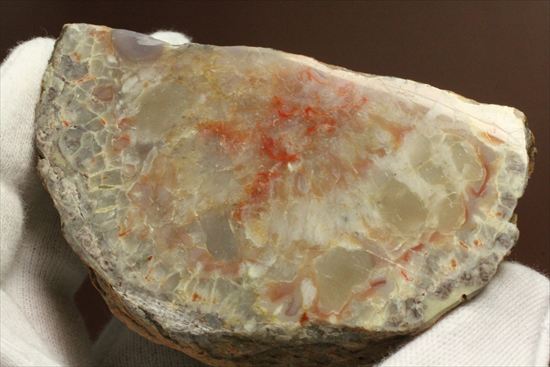 恐竜のウンチ化石、コプロライト(Coprolite)片面ポリッシュされています。（その4）