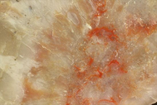恐竜のウンチ化石、コプロライト(Coprolite)片面ポリッシュされています。(その6)