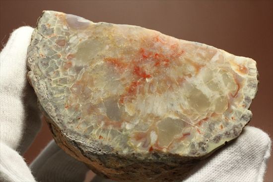 恐竜のウンチ化石、コプロライト(Coprolite)片面ポリッシュされています。(その7)