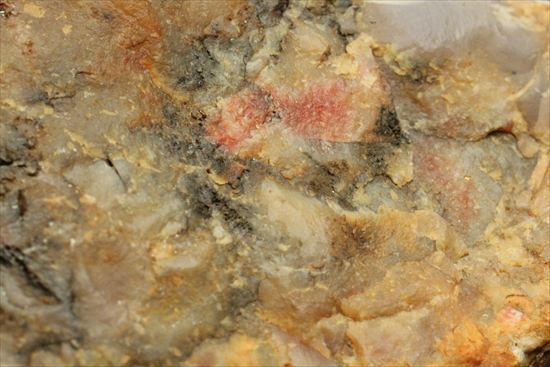恐竜のウンチ化石、コプロライト(Coprolite)片面ポリッシュされています。(その9)