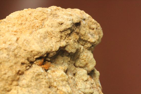 恐竜のウンチ化石コプロライト(Coprolite)（その11）