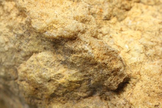 恐竜のウンチ化石コプロライト(Coprolite)（その12）