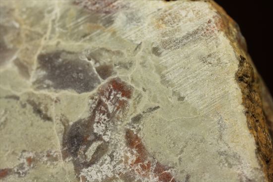 恐竜のウンチ化石コプロライト(Coprolite)（その2）