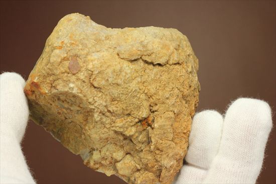 恐竜のウンチ化石コプロライト(Coprolite)（その3）