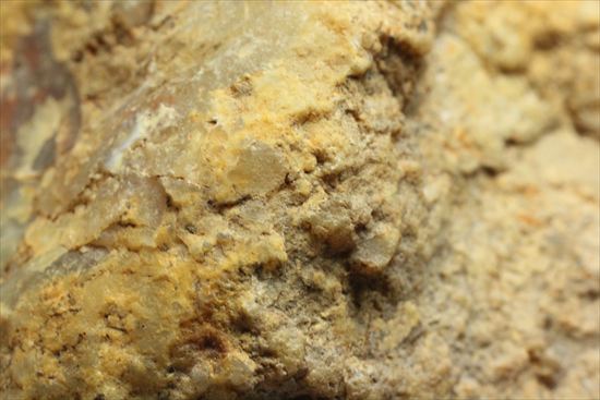 恐竜のウンチ化石コプロライト(Coprolite)（その6）