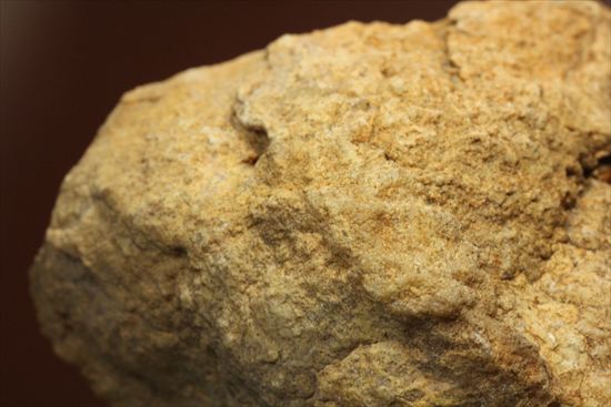 恐竜のウンチ化石コプロライト(Coprolite)（その9）