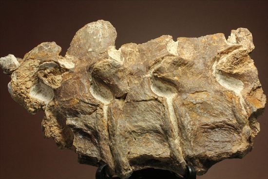 プレシオサウルスの首の骨化石(Plesiosaurus mauritanicus)（その1）