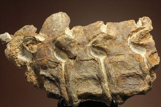 プレシオサウルスの首の骨化石(Plesiosaurus mauritanicus)(その1)