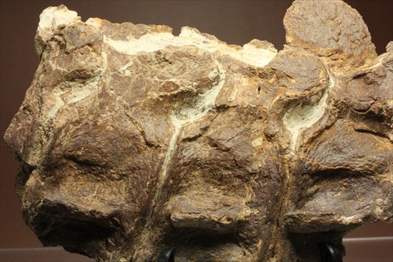 プレシオサウルスの首の骨化石(Plesiosaurus mauritanicus)(その11)
