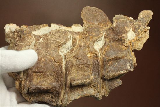 プレシオサウルスの首の骨化石(Plesiosaurus mauritanicus)(その12)