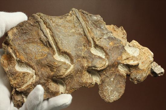 プレシオサウルスの首の骨化石(Plesiosaurus mauritanicus)(その13)