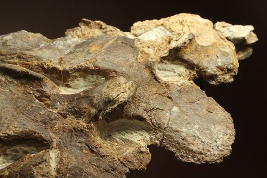 プレシオサウルスの首の骨化石(Plesiosaurus mauritanicus)(その14)