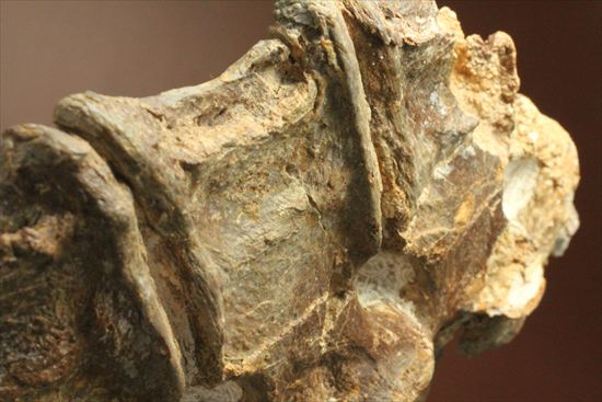 プレシオサウルスの首の骨化石(Plesiosaurus mauritanicus)(その15)