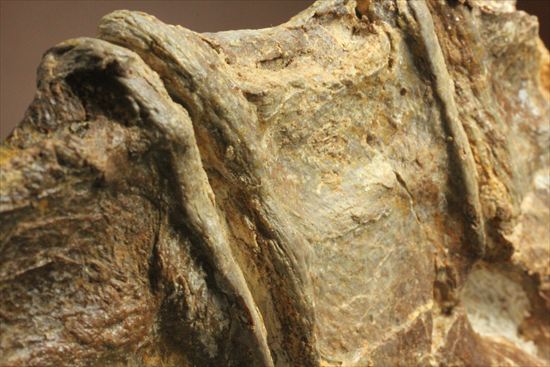 プレシオサウルスの首の骨化石(Plesiosaurus mauritanicus)(その16)