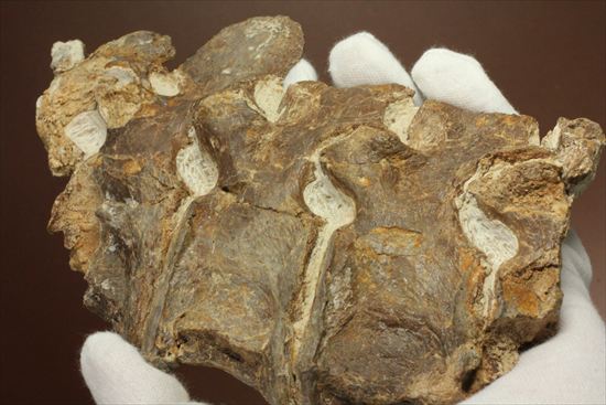 プレシオサウルスの首の骨化石(Plesiosaurus mauritanicus)(その17)