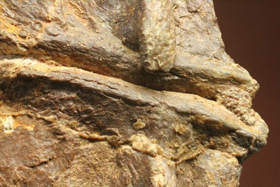 プレシオサウルスの首の骨化石(Plesiosaurus mauritanicus)(その19)