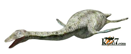 プレシオサウルスの首の骨化石(Plesiosaurus mauritanicus)(その2)