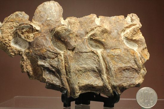 プレシオサウルスの首の骨化石(Plesiosaurus mauritanicus)(その20)
