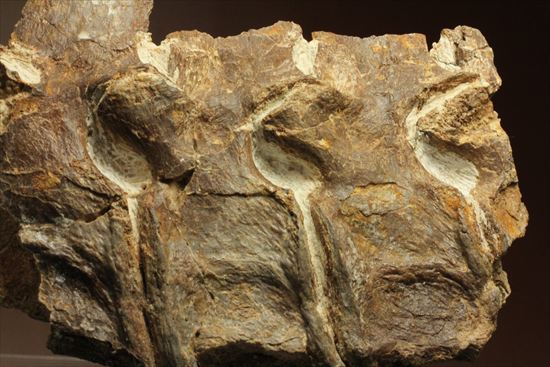 プレシオサウルスの首の骨化石(Plesiosaurus mauritanicus)(その3)
