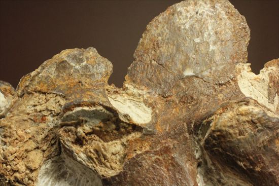 プレシオサウルスの首の骨化石(Plesiosaurus mauritanicus)(その4)
